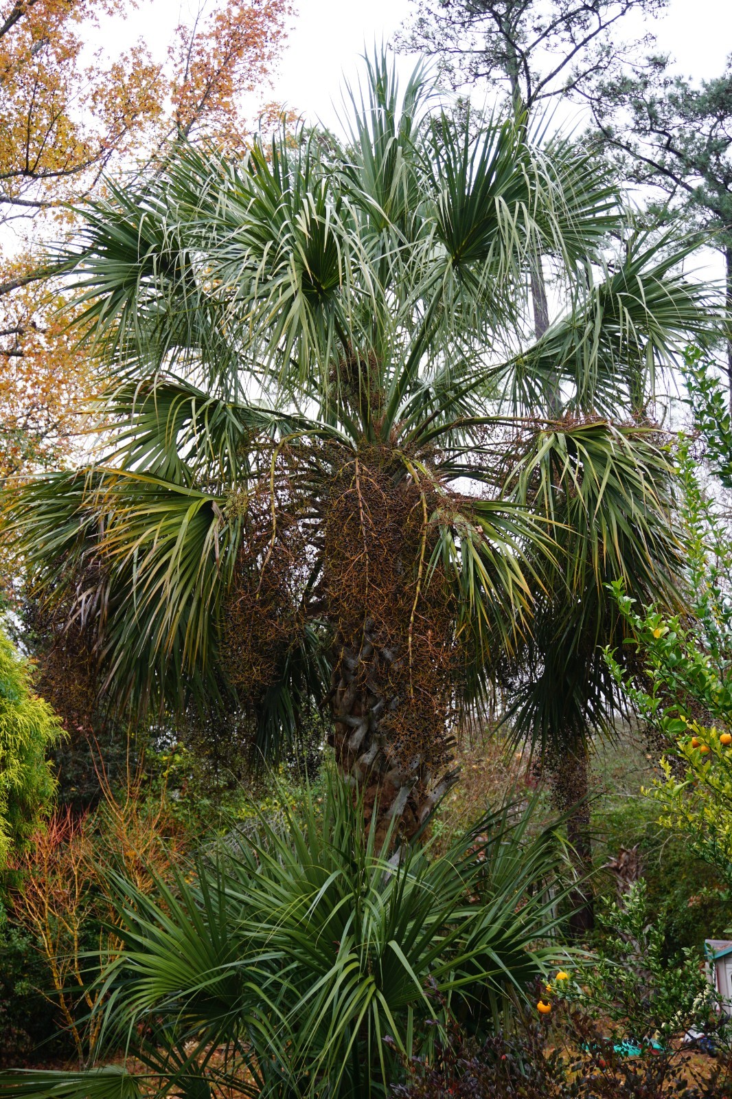 Sabal Palmetto ‘Fat Boy’. 3 gallon. Very cold hardy Sabal palmetto survived 0