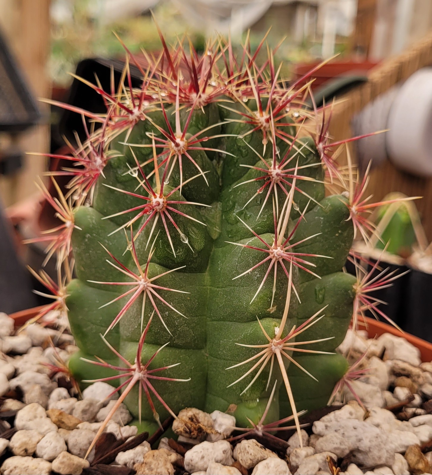 Thelocactus Bicolor Var. Pottsii “Glory Of Texas” 2.75″ Tall – Bare Root