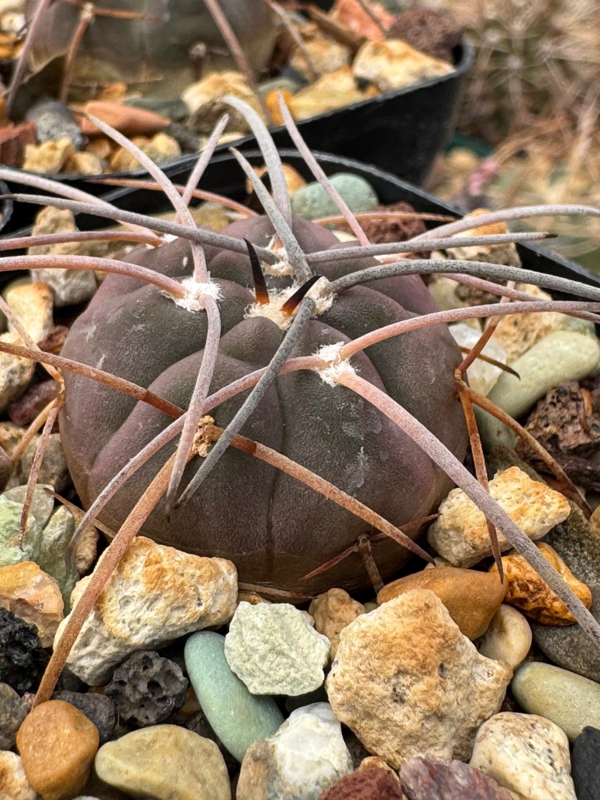 Gymnocalycium spegazzinii v. major Dark Form Cactus Plant Long Curved Spine