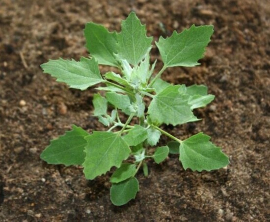 WILD & FRESH!! Lamb’s Quarters Chenopodium Album~Wild Spinach~Goose Foot SEEDS
