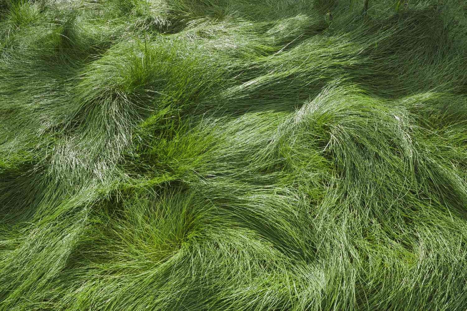 NO MOW LAWN GRASS SEED Dwarf Fine Fescue No Maintenance Alternative Lawn 1oz