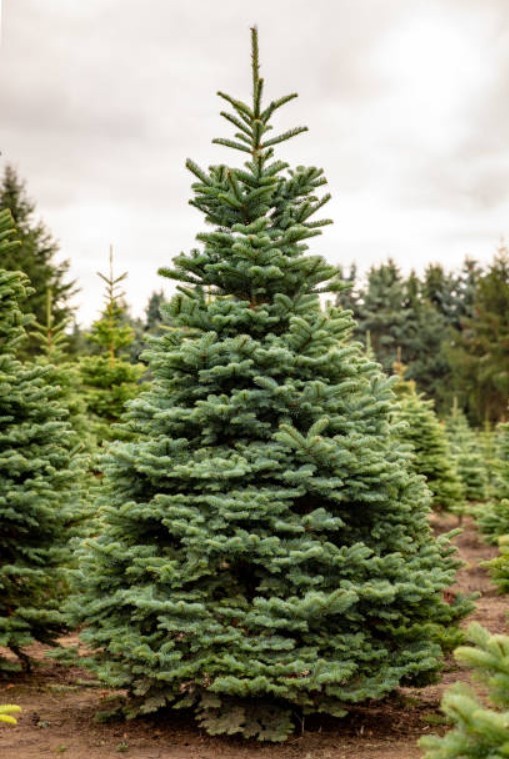 10 Noble Fir Live Bareroot Tree – 10-16″” Tall – Abies Procera – Zones 5-6