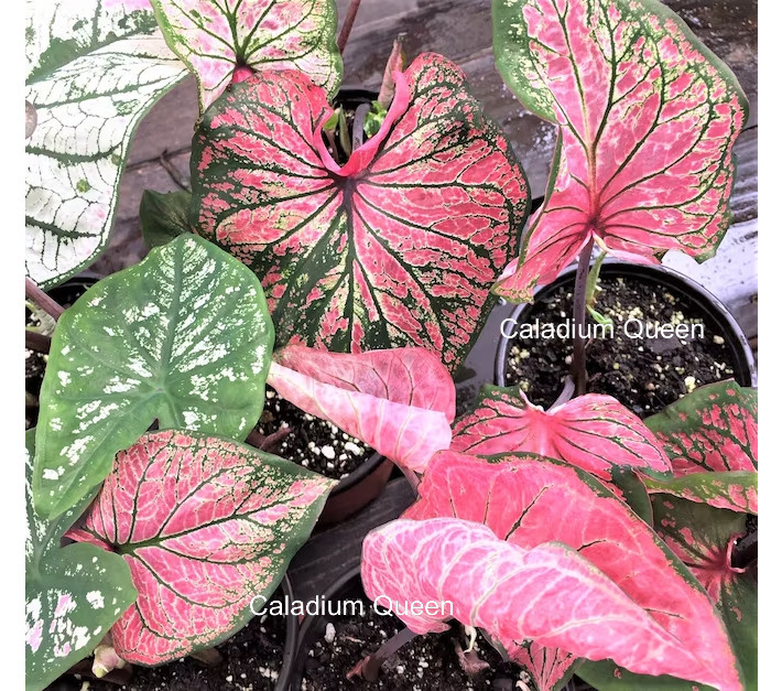 Caladium ”Pink Symphony” Size#2(2 bulbs) (You get 2 bulbs)