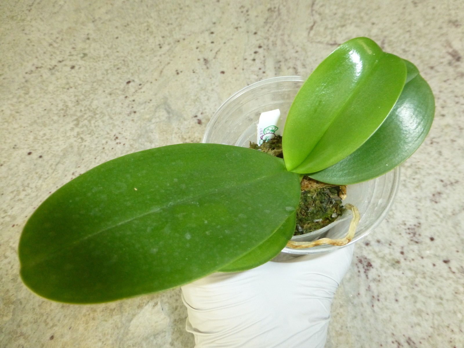 Phalaenopsis Orchid Phal. Sogo Relex ‘1661’ Near Blooming Size In 2.5″ Pot