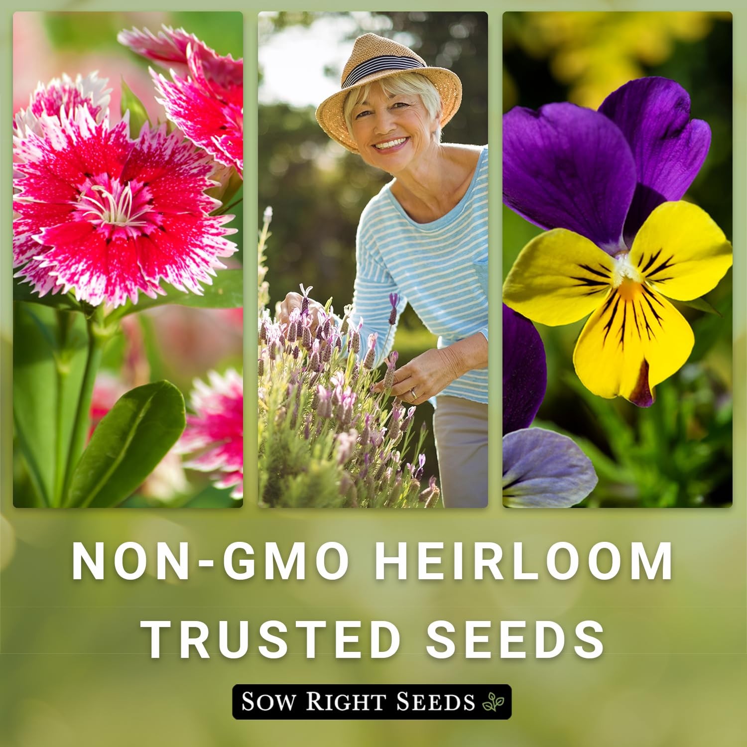 Luminosa Zinnia Seeds NonGMO, Drought Resistant, Easy to Grow, Pink Flowers
