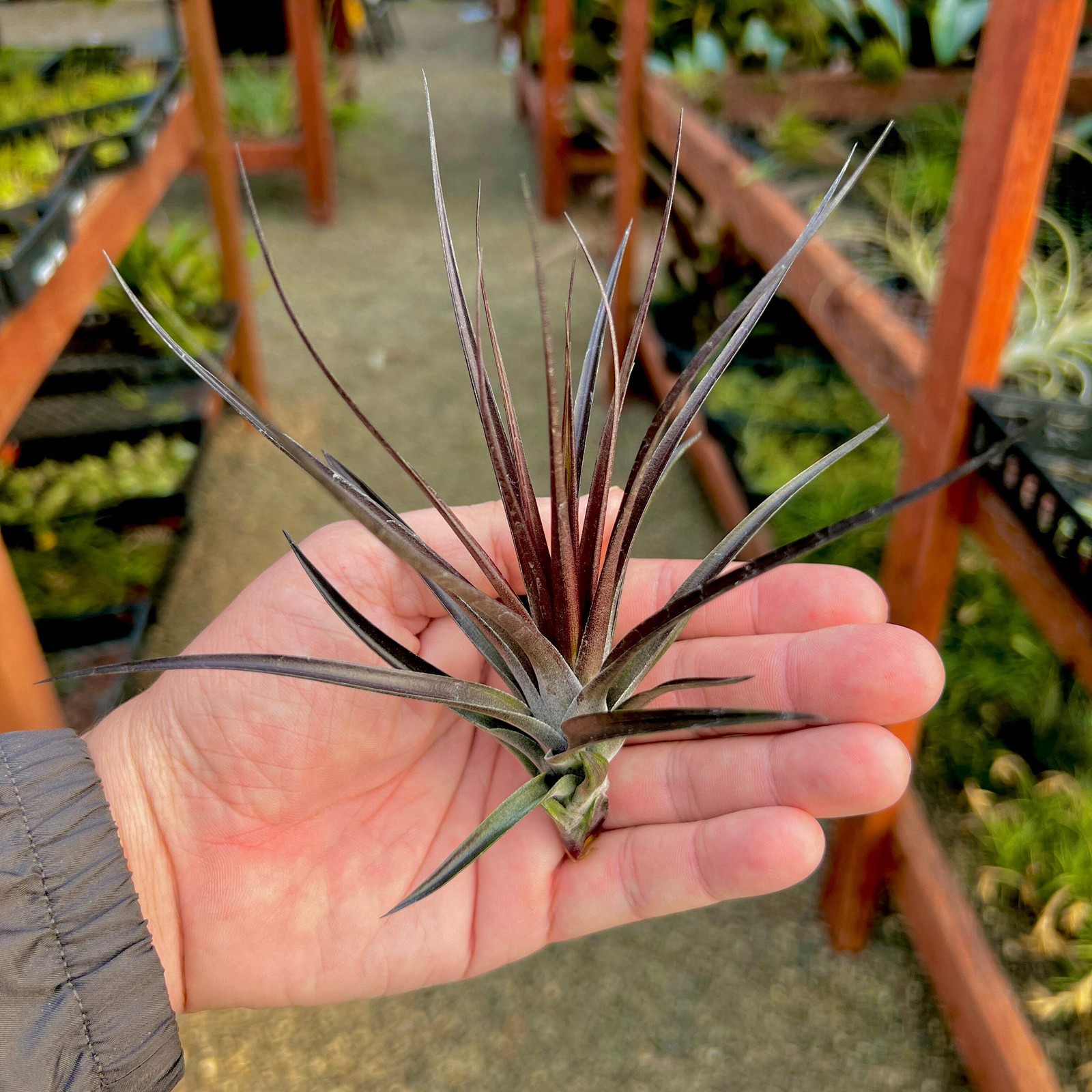 Montana Black Air Plant (Natural Deep Purple Color)