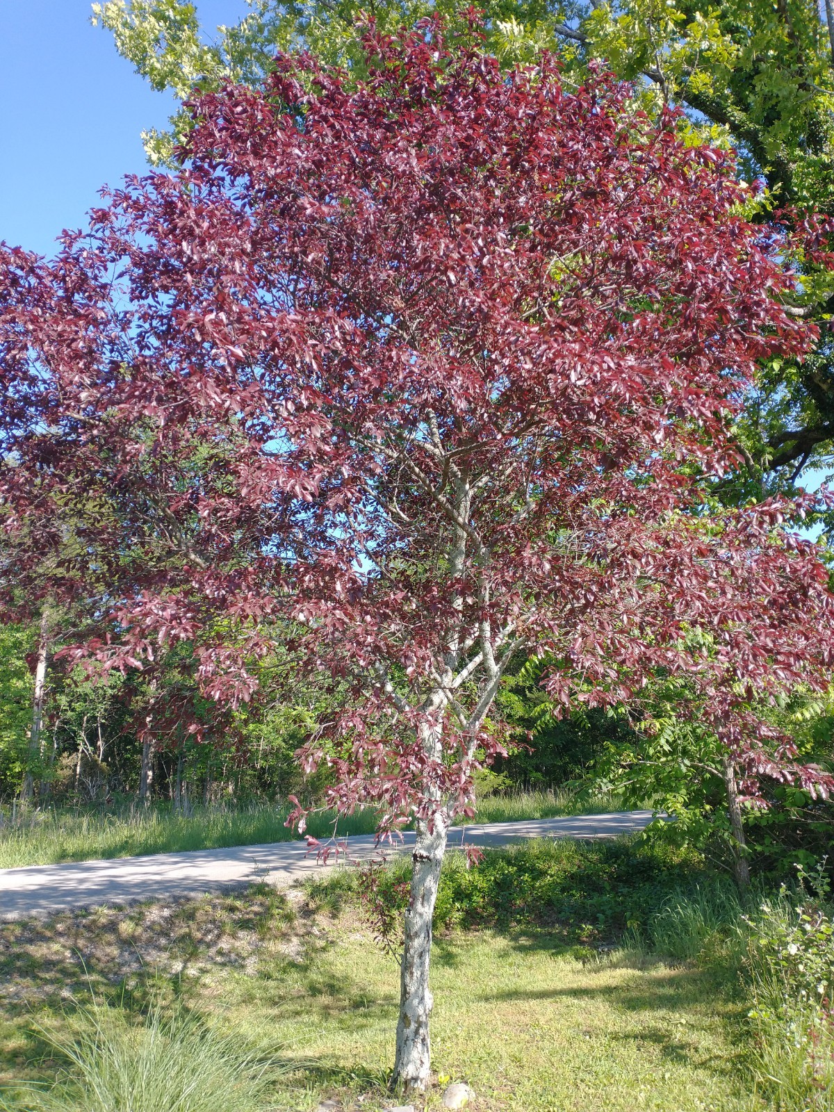 Twi Bonfire Patio Peach Tree-Dwarf Ornamental Live Plant Fruit Tree