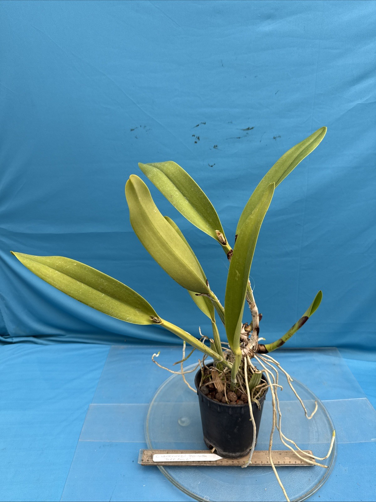 Cattleya warscewiczii S/A Purple White ‘Soft Touch’ Orchid Eros Species 5.5” Pot