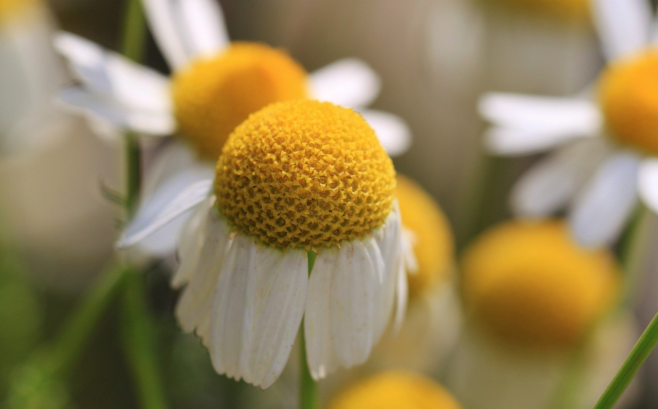 2000+Common German CHAMOMILE Flower Seeds Organic Herb Tea Garden Container Easy