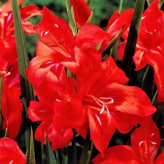 Hardy Gladiolus Nanus Easy to Grow Mix 30 Plant Bulbs, Spring to Summer Flowers