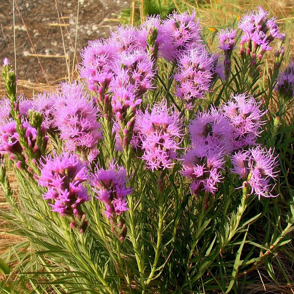 Dotted Blazing Star Flower 25 Seeds | Liatris punctata