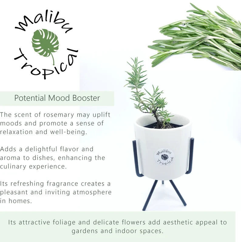 Rosemary Live Plant 4″ Pot With Soil – Fresh Fragrant Flowers (CA Seller)