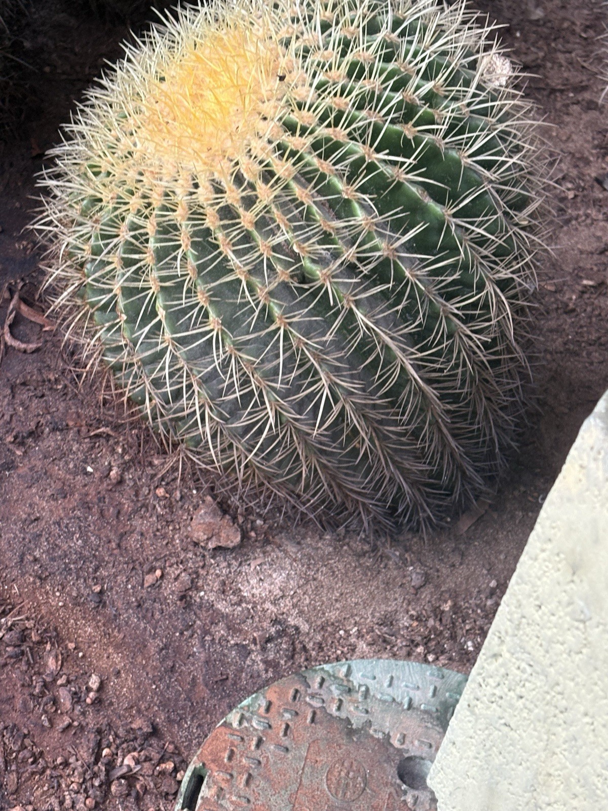 Barrel Cactus Echinocactus Green Yellow Outdoor Plant, Draught Resistant, Thorns
