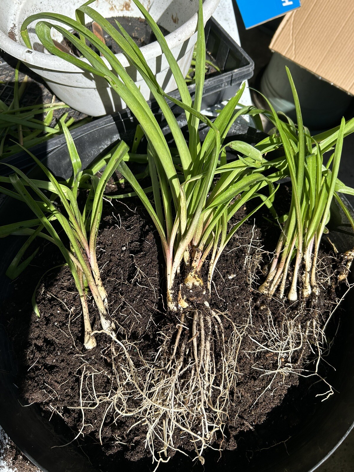 Tuberose bulbs double Pearl (Polianthus) Bare root plants set of 8+ Bubbletts