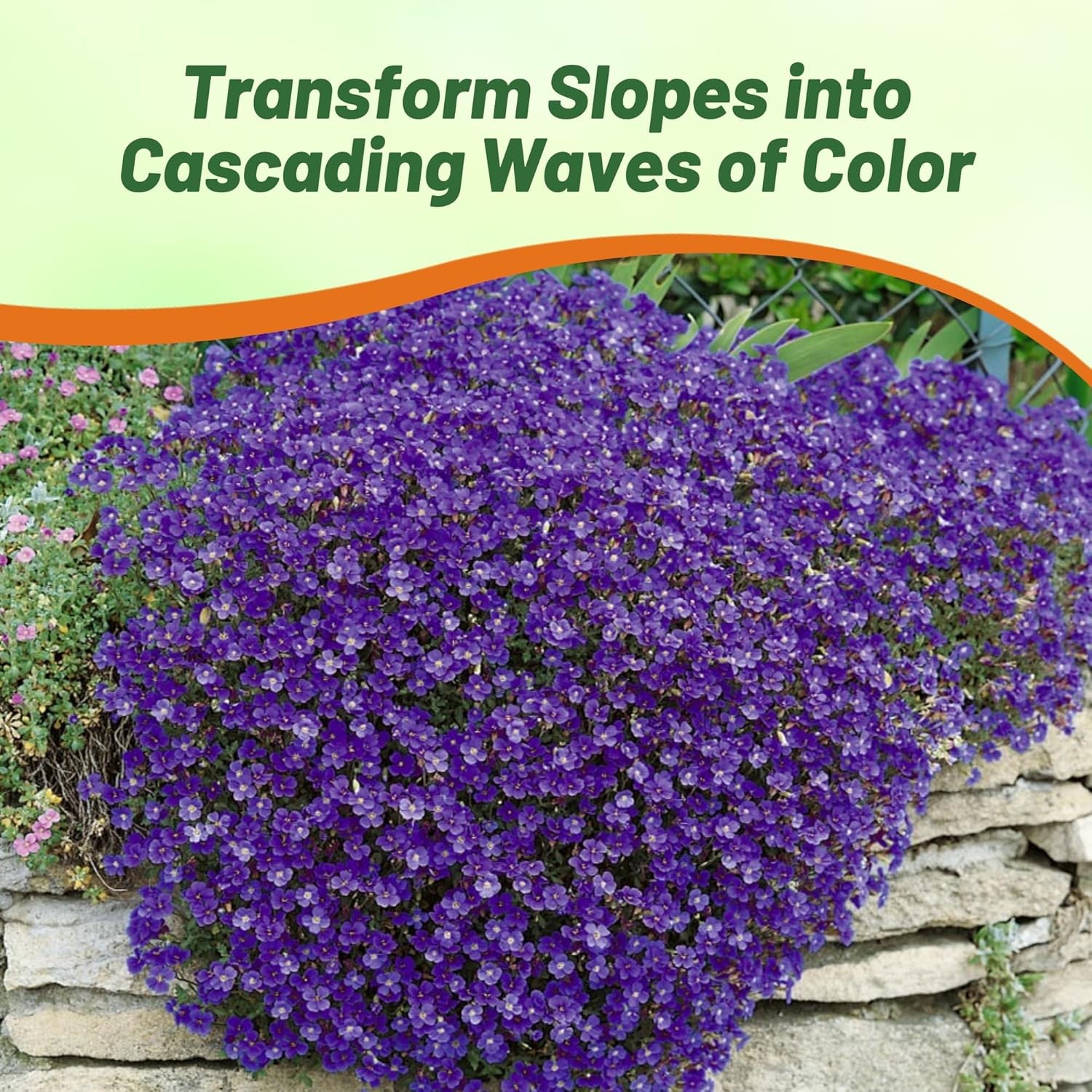 1000 Seeds Cascading Blue Rock Cress Seeds – Aubrieta Seeds Hybrida Ground