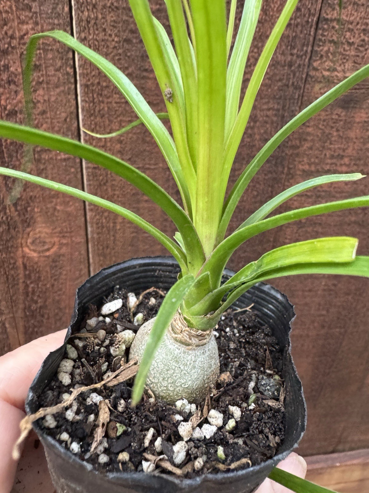 Beaucarnea recurvata Elephant Foot