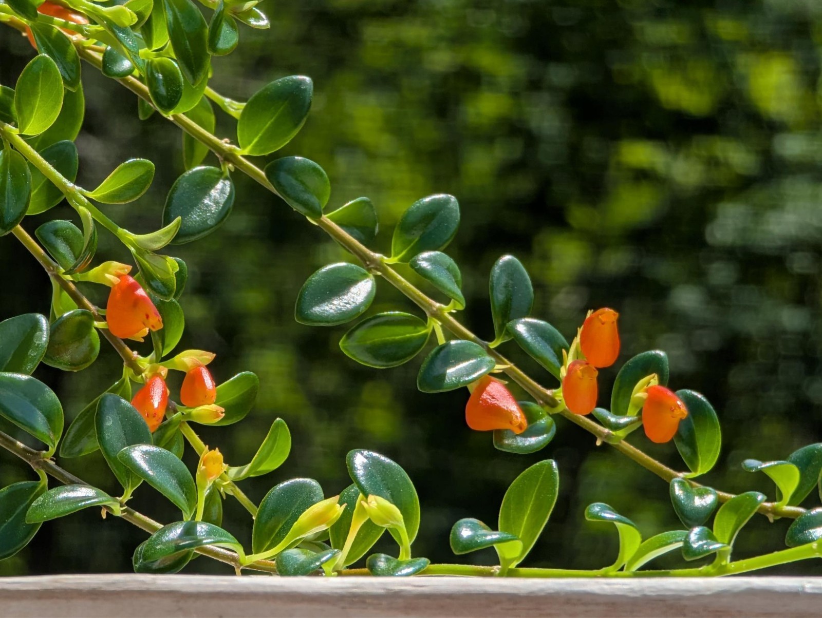 5 Cuttings Goldfish Plant Easy| Nematanthus Gregarius | Tropical Houseplants USA
