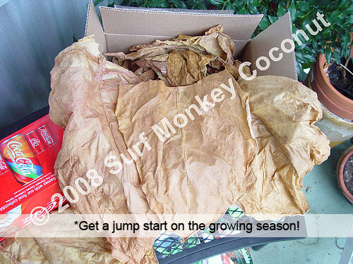 500 Virginia Tobacco seeds w/ FREE how to grow booklet! HEIRLOOM GRADE A+