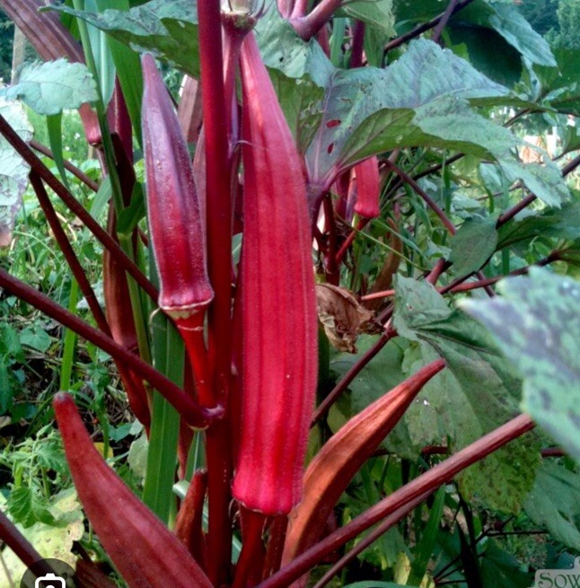 Red Burgundy Okra Seeds, NON-GMO, Heirloom, FREE SHIPPING 50 Seeds