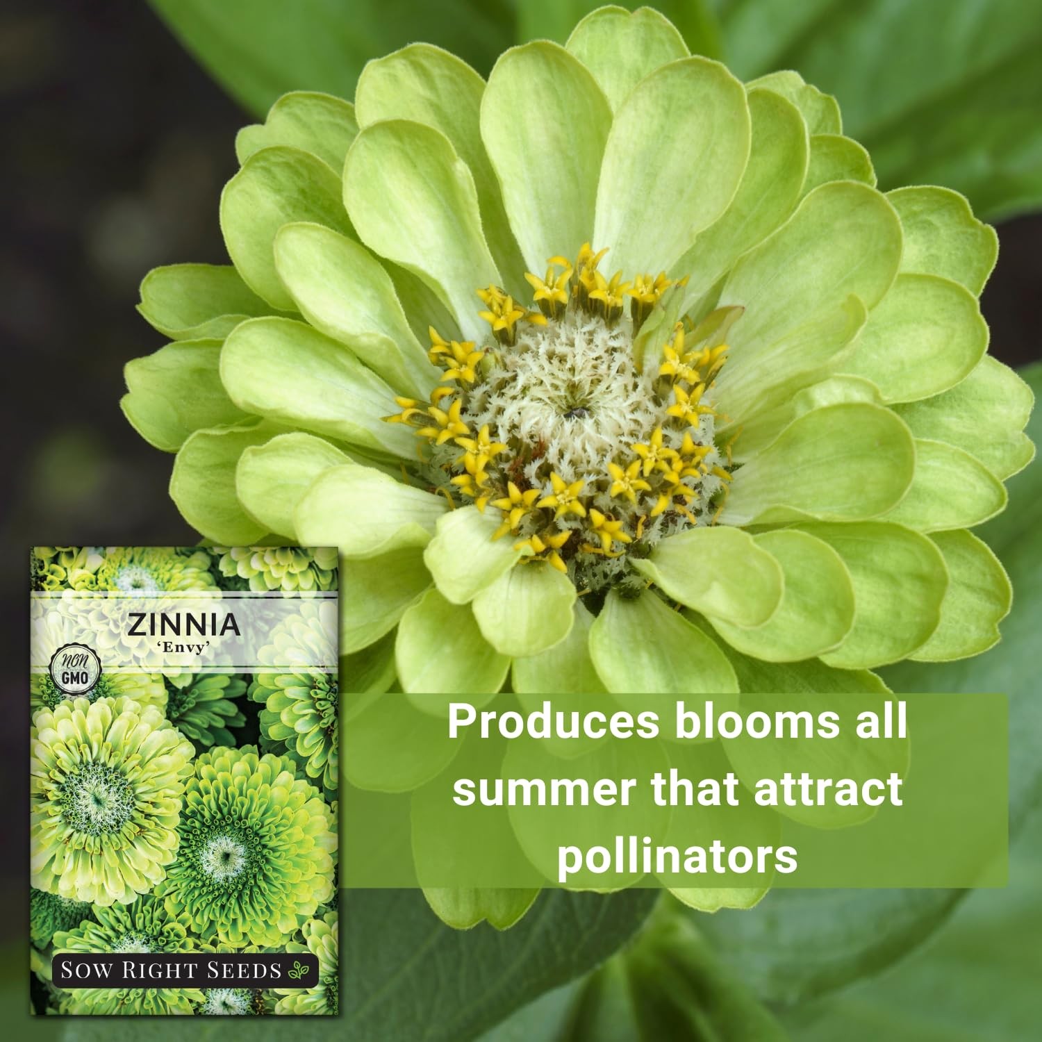 Zinnia Envy Flower Seeds – Non-GMO, Heirloom, Chartreuse – Attract Pollinators