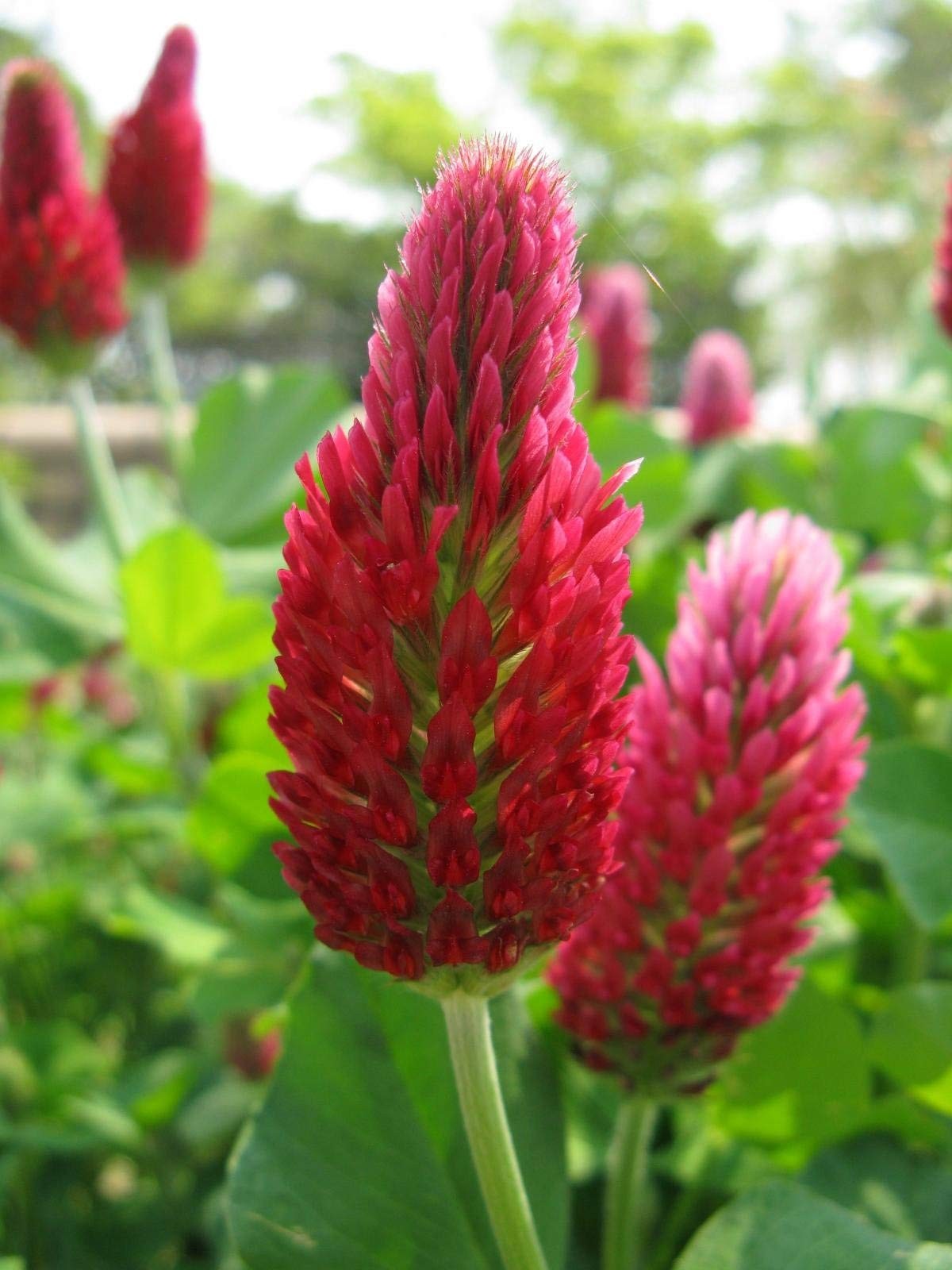 Tri-Clover by Eretz – Three Part Blend of Clovers 5lb, Green,Red,White