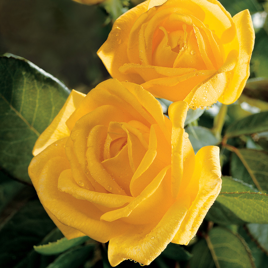 Gold Glow Rose Live Plants (Yellow Flower)