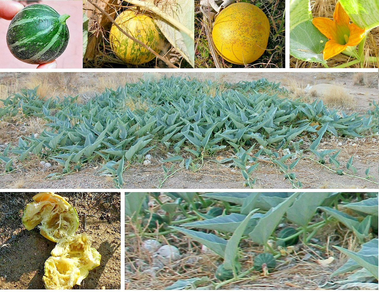 Buffalo Gourd Seeds 10ct Cucurbita foetidissima Rare Native Oil Plant Non-GMO