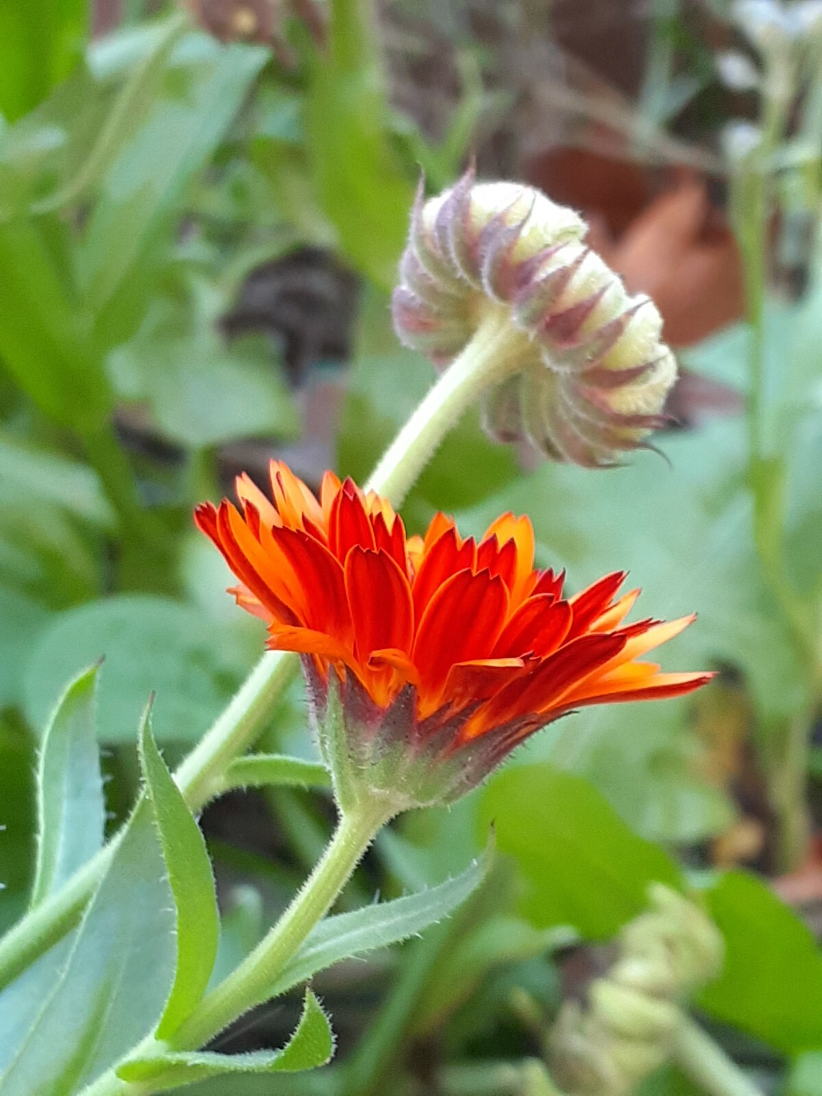 calendula mix 35+ Seeds