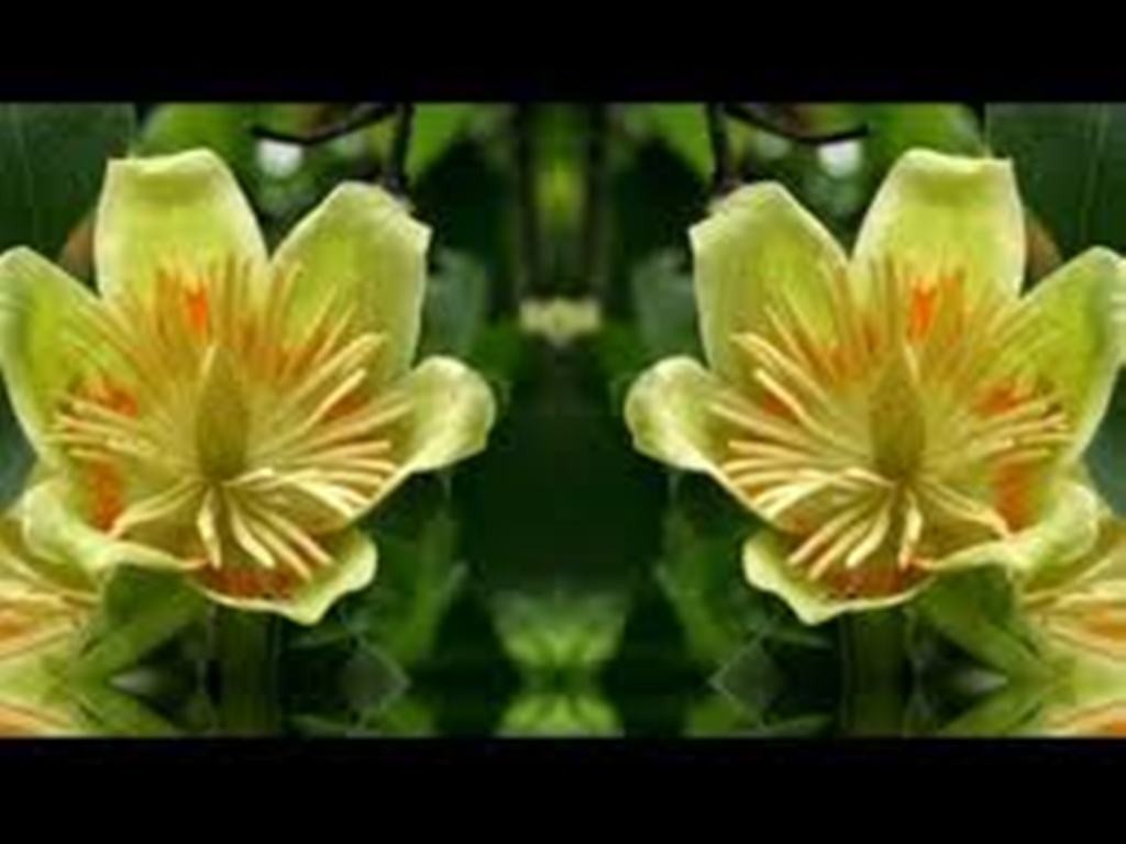 Yellow Tulip Poplar, Liriodendron tulipifa, 25 tree seeds – Nov 2024
