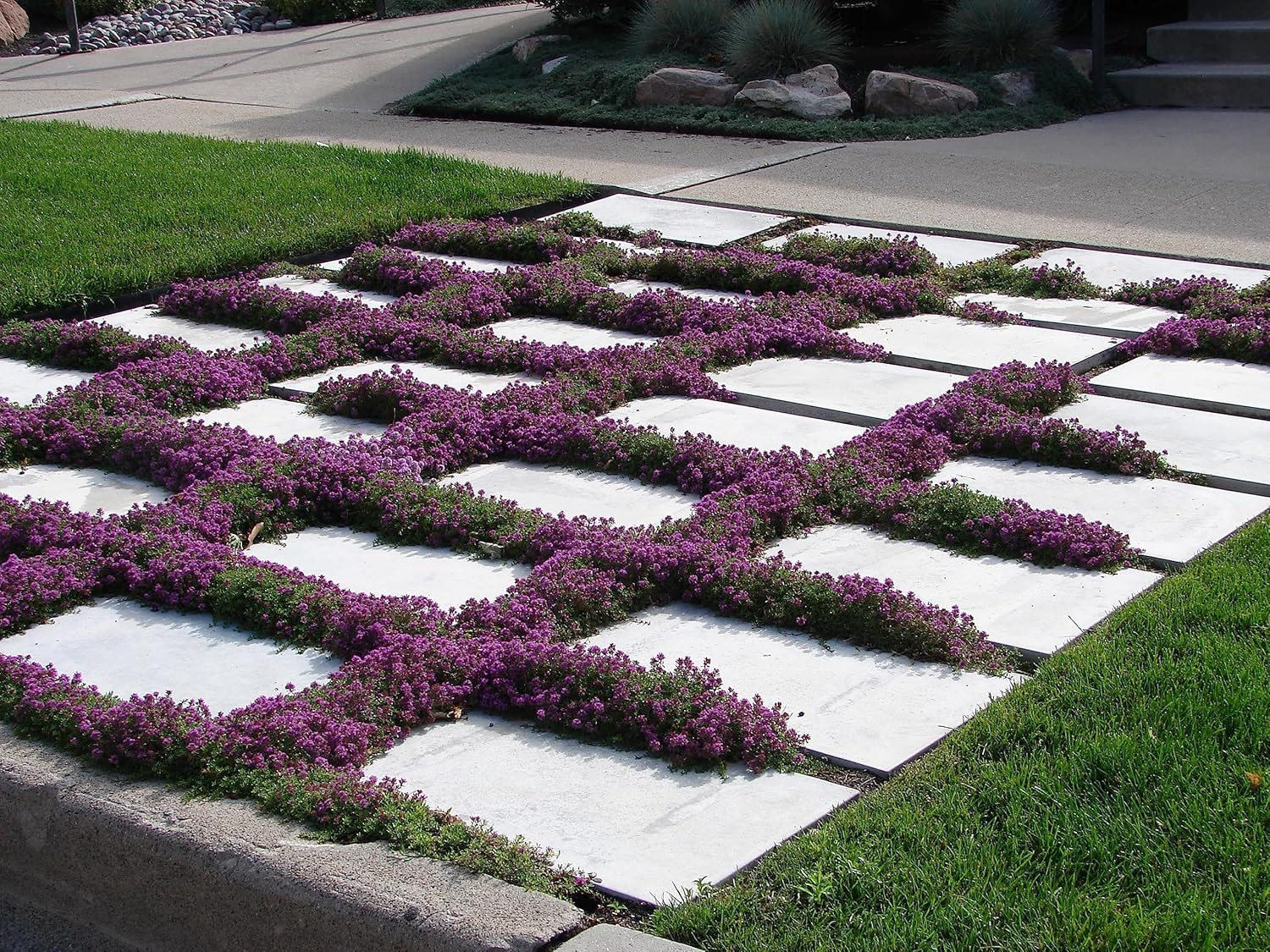 1,000 Creeping Thyme Seeds for Planting, Thymus Serpyllum – Heirloom, Non-Gmo, U