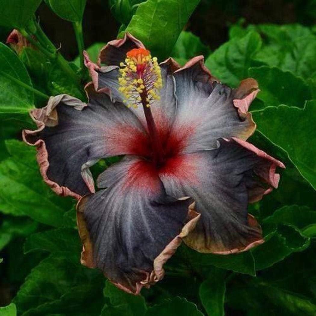 Beautiful Black Pink Purple Hibiscus Seeds – 20 Count for Culinary Gardens