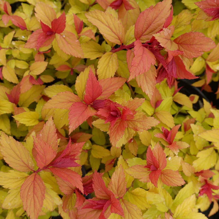 Magic Carpet Spirea – Set 10 Unrooted Cuttings – 6-8″ Long – zones 4–9