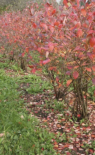 Highbush Blueberry, Vaccinium corymbosum, Seeds (Edible, Hardy, Fall Color)