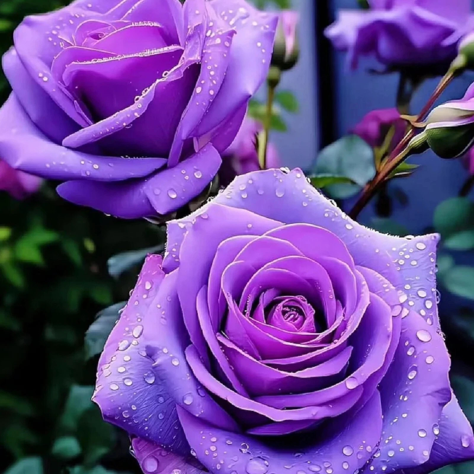 Bright Purple Rose Seeds- 50 or 100 Seeds.USA Seller- Free Shipping