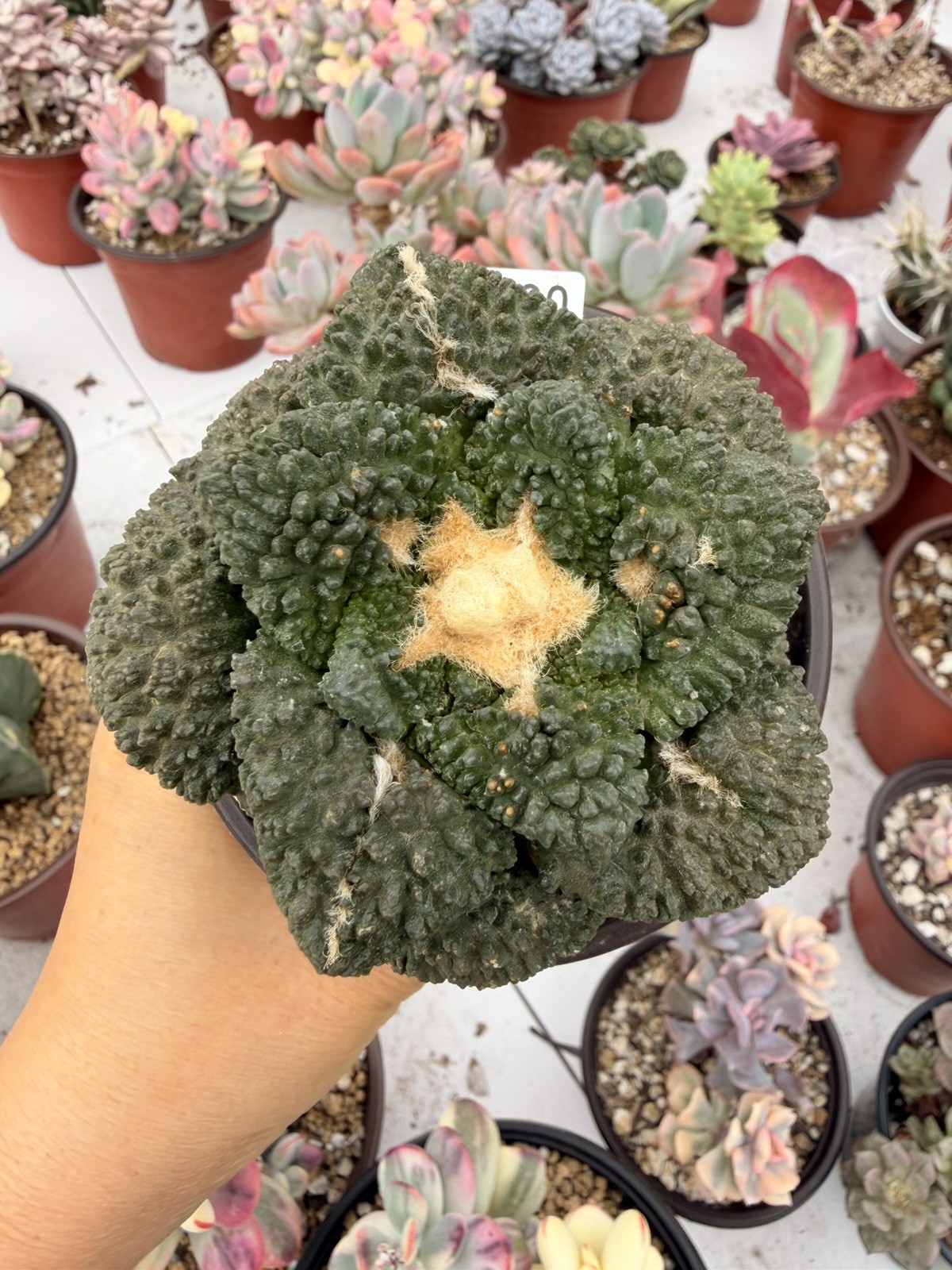 Rare Cactus Grafted
