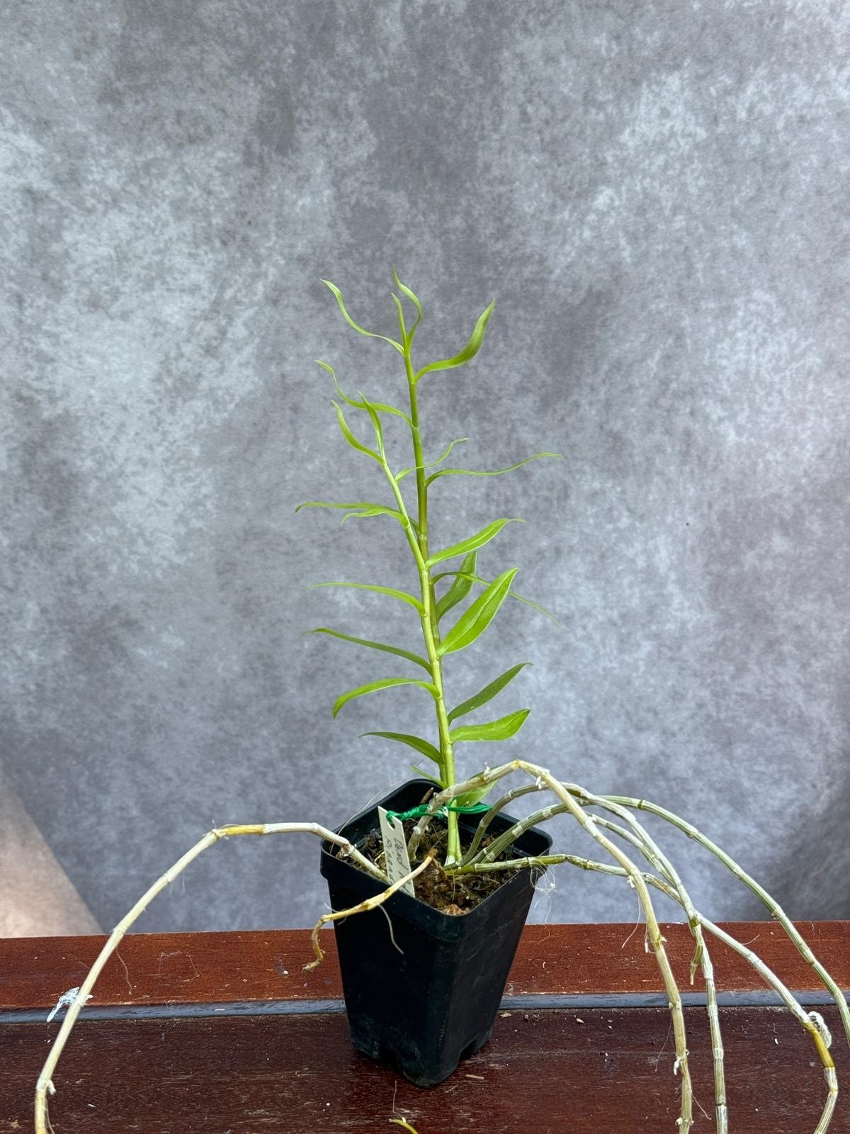 Dendrobium Adastra (aphyllum x anosmum) orchid