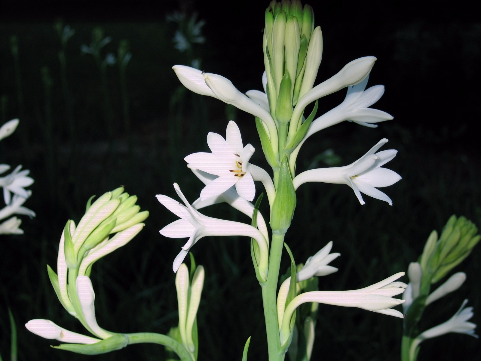 Tuberose single Mexican 10 bloom size bulbs FREGRANT – Polianthus