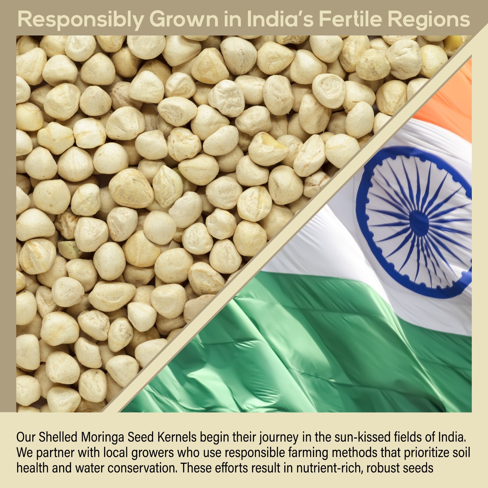 500 Moringa Oleifera Seeds Kernel 4 oz. SHELLED Fresh Organic Semilla De Moringa