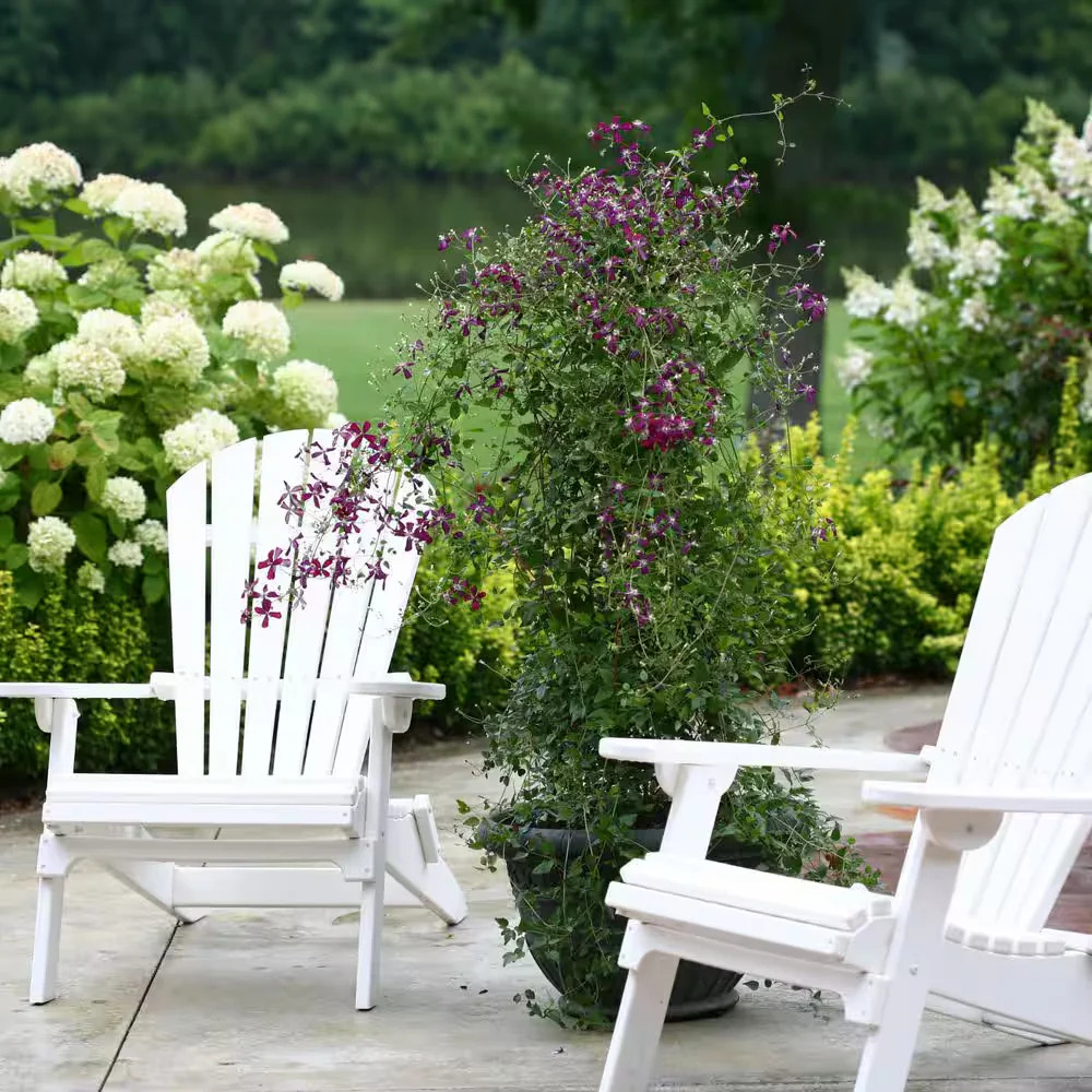 Proven Winners Sweet Summer Love Clematis Live Shrub Plant Red Purple Flowers 4.