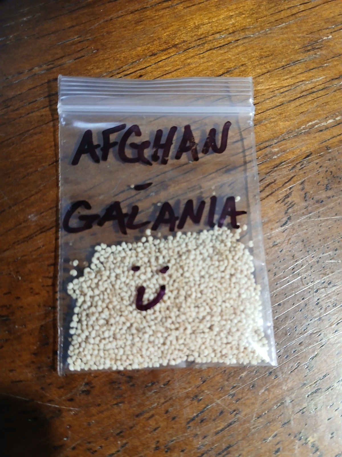 RARE-Genuine Afghan Galania Poppy Seeds – 2000 Count (Cold Stratified/US Seller)