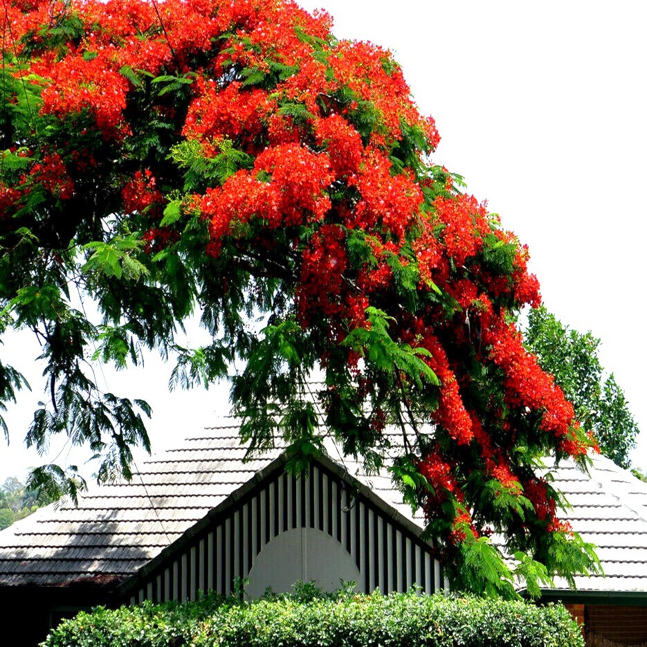 ROYAL POINCIANA RED FLAME TREE SEEDS Delonix Regia Tropical Flamboyant Flower