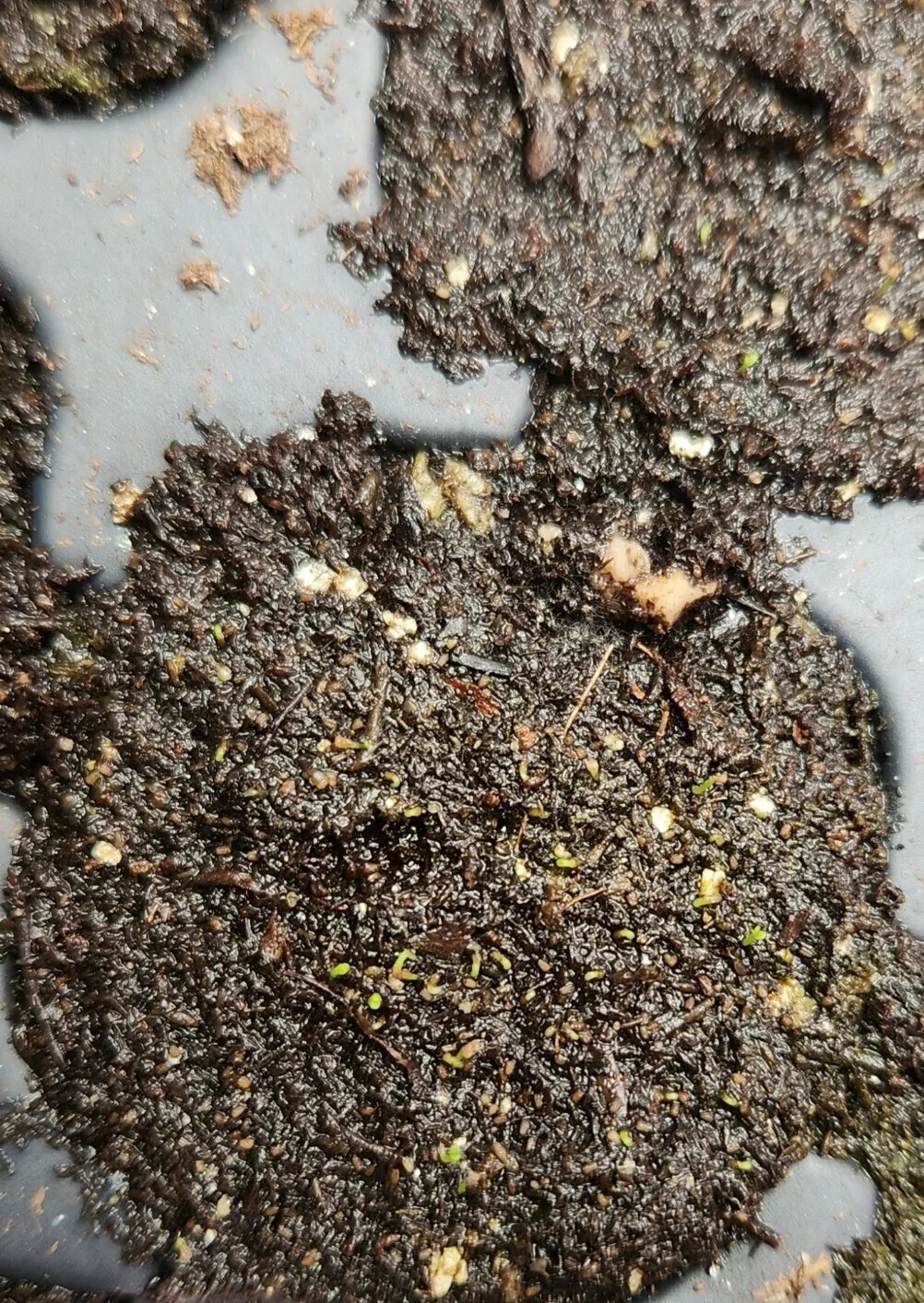 Brahmi (Bacopa monnieri) Seeds, organic