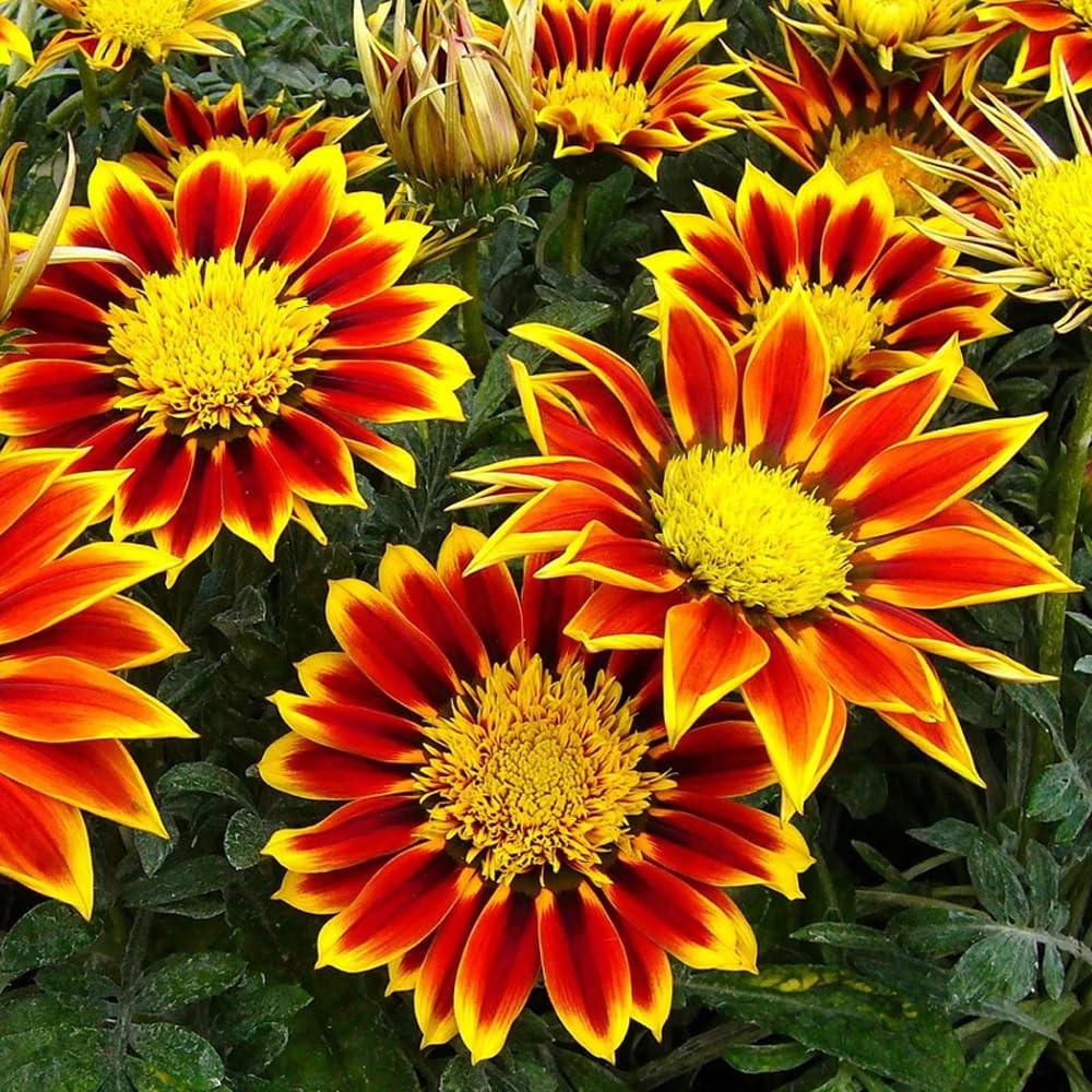 300 Perennial Mix Gazania Seeds Heat-Perennial Ground Cover Seeds-Drought Tolera