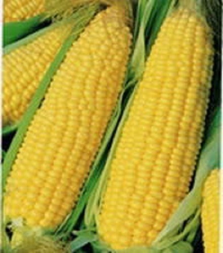 60 YELLOW CORN EARLY ‘XTRA SWEET’ Zea Mays Vegetable Seeds *Flat S/H