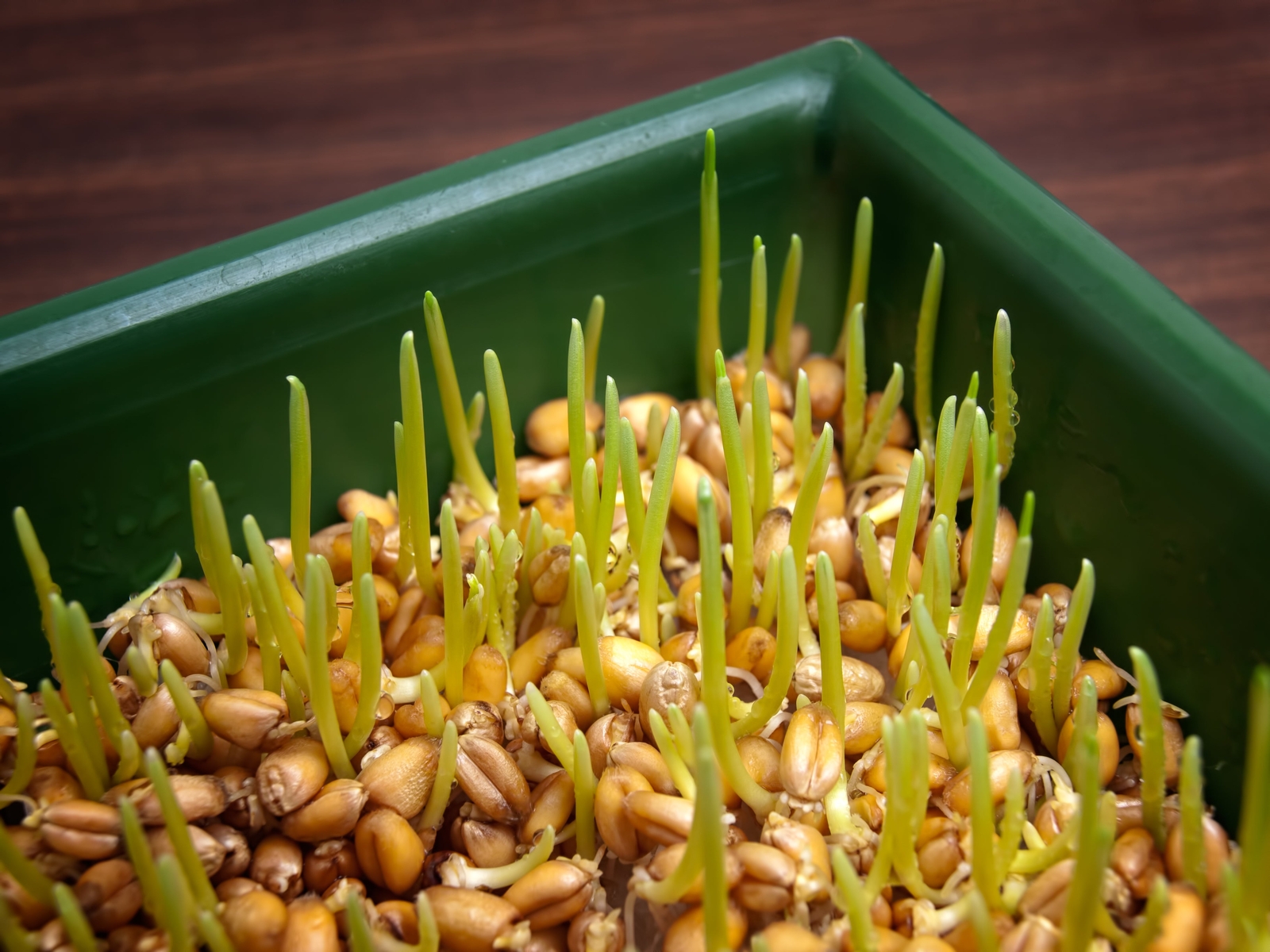 500 Organic CAT GRASS WHEAT Grass Pet Grass Wheatgrass Triticum Aestivum Seeds