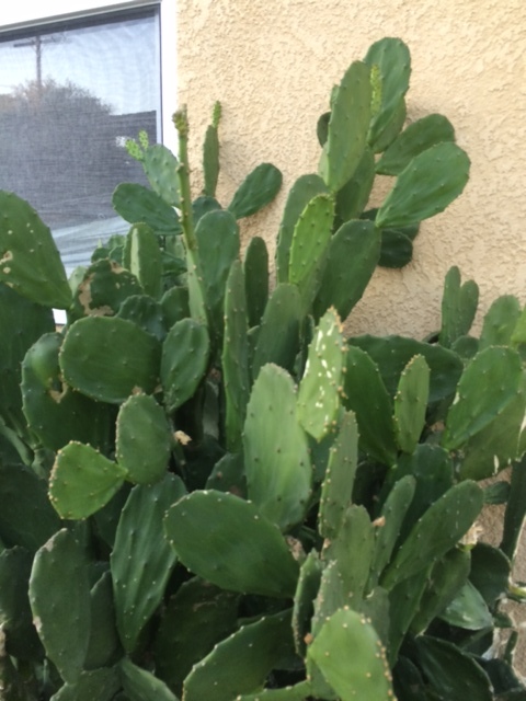 Spineless thornless edible Nopales Prickly pear cactus, lot of 3 pads, 5″ long