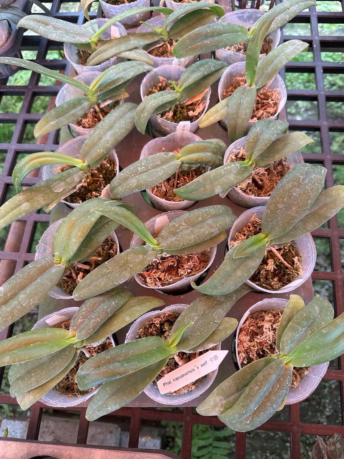 Phalaenopsis kapuasensis x self