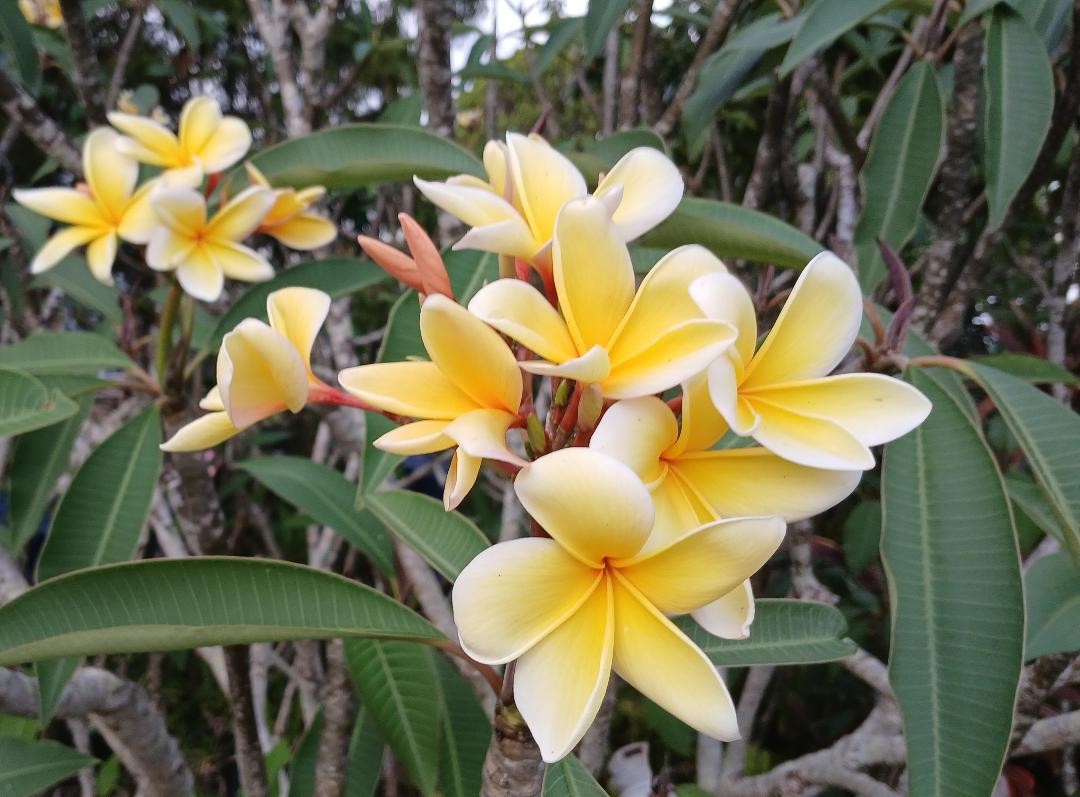 “BLAZING SUN HAWAII” PLUMERIA FRANGIPANI 12″ BLOOMING NOW FRESH CUT DAY OF ORDER