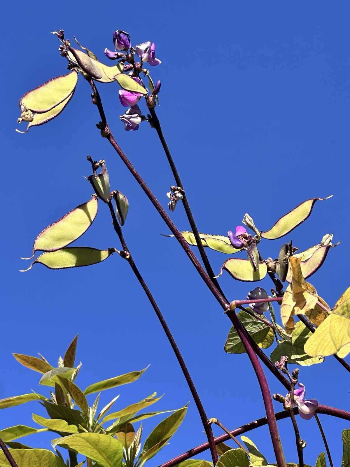 Purple Hyacinth, Parda, Bataw