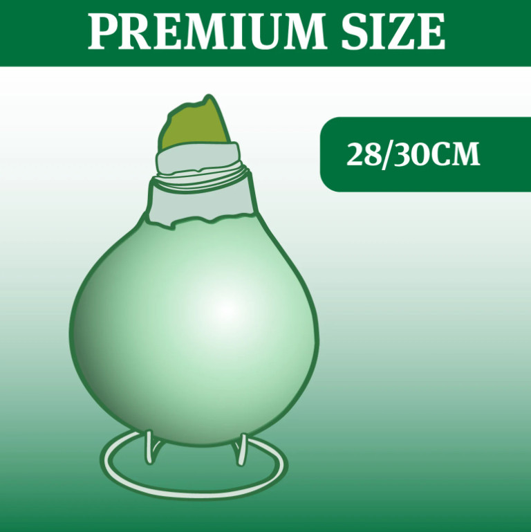 White Waxed Amaryllis Bulb with Stand, No Water Needed, Blooms 4-8 Weeks
